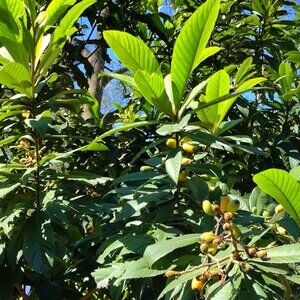 Fast Growing Florida Loquat Japanese Plum Fruit Tree Seeds